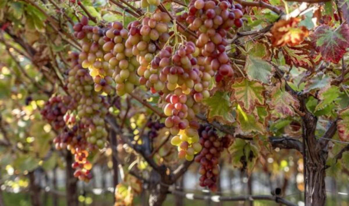 «Πνίγουν» τον πρωτογενή τομέα τα λιπάσματα – Πόσο θα στοιχίσει στο καλάθι η κρίση στη Μ. Ανατολή
