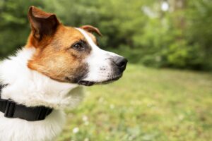 Τρόμος στην Πάτρα: Αγέλη σκύλων επιτέθηκε σε γυναίκα ενώ περπατούσε