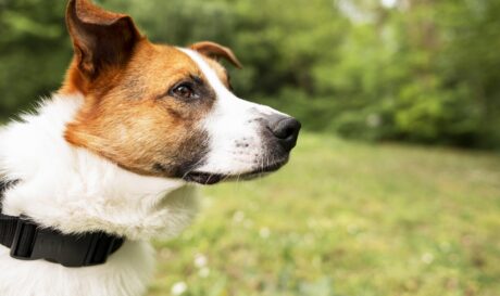 ΣΚΥΛΟΣ ΣΚΥΛΑΚΙ ΣΚΥΛΙΑ