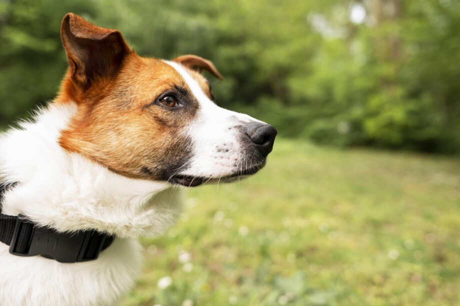 ΣΚΥΛΟΣ ΣΚΥΛΑΚΙ ΣΚΥΛΙΑ