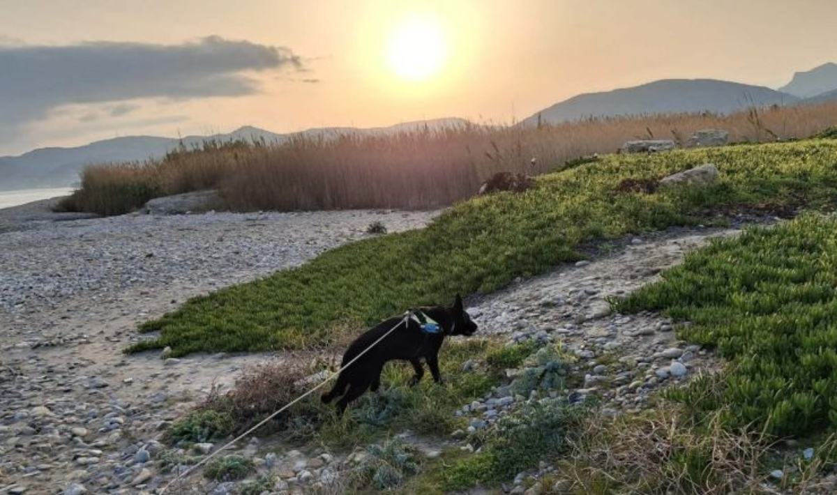 Σοκ στην Κρήτη: Απανωτά περιστατικά δηλητηρίασης ζώων μέσα στον Μάρτιο – Συναγερμός στις Αρχές