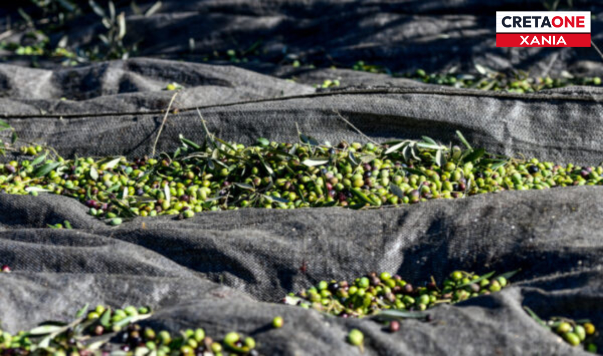Καταγγελία αγρότισσας στα Χανιά: Προπλήρωσε 1.178 ευρώ για δίχτυα ελαιοσυλλογής και δεν τα παρέλαβε ποτέ