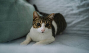 Μεσαρά: Εντοπίστηκε νεκρή δηλητηριασμένη γάτα