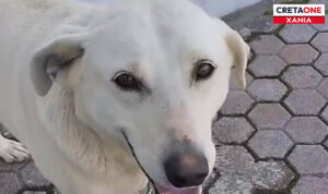 Απίστευτη κτηνωδία στα Χανιά: Πυροβόλησαν και σκότωσαν σκύλο – Δείτε φωτογραφία