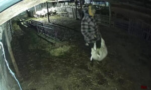 Εφιαλτικές στιγμές για αγρότη: «Μπούκαραν» στο μαντρί και έκλεψαν τα αρνιά – Δείτε το βίντεο