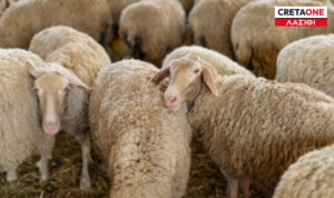 Λασίθι: Μπούκαραν στο μαντρί για αρπάξουν τα πρόβατα – Χειροπέδες σε 4 άτομα