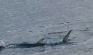 Αναστάτωση στο Καβούρι: Καρχαριοειδές κολυμπούσε κοντά στην ακτή (βίντεο)