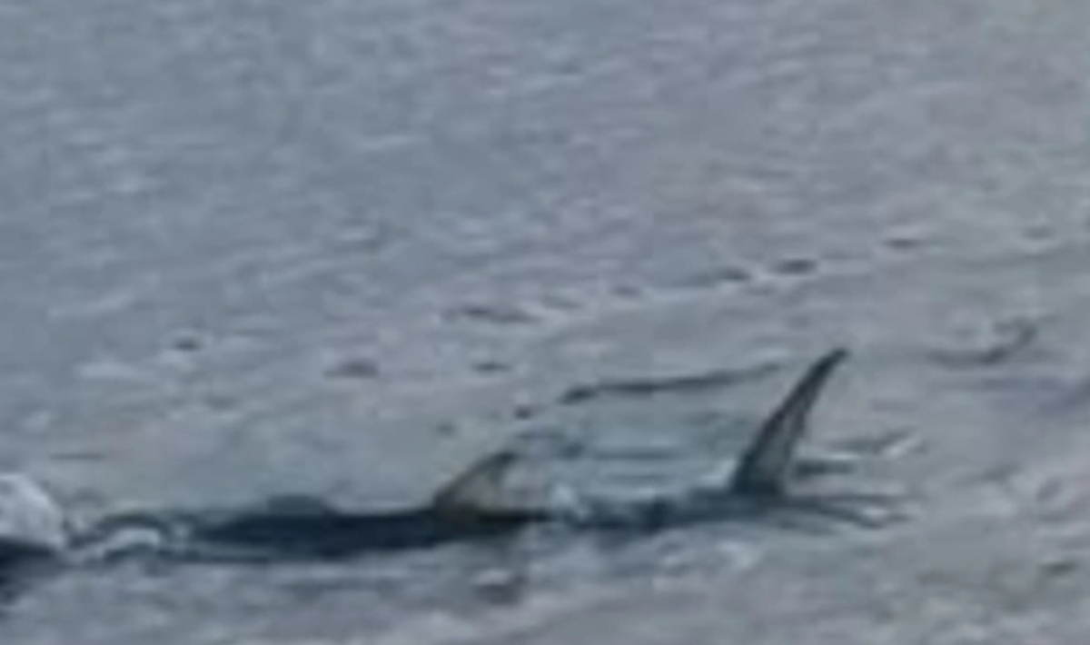 Αναστάτωση στο Καβούρι: Καρχαριοειδές κολυμπούσε κοντά στην ακτή (βίντεο)