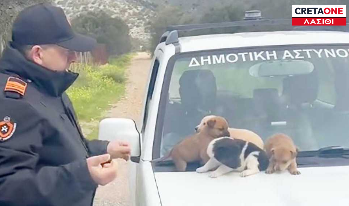 Λασίθι: Διάσωση κουταβιών που είχαν εγκαταλειφθεί στην Ιεράπετρα