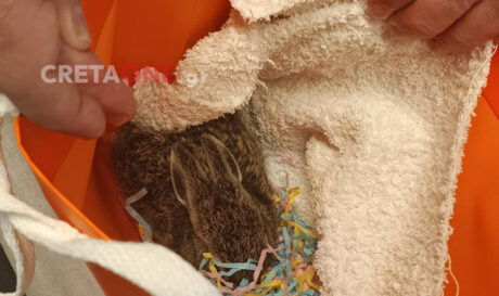 λαγουδάκι Φασουλάς Μουσείο Φυσικής Ιστορίας