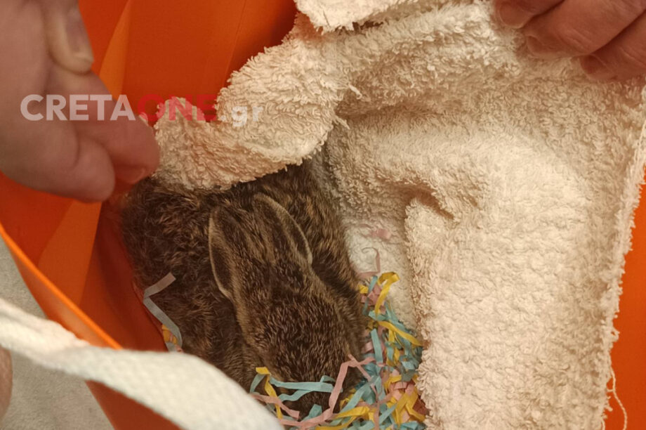 λαγουδάκι Φασουλάς Μουσείο Φυσικής Ιστορίας