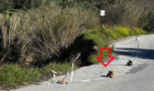 Μεσαρά: Σημειώθηκε καθίζηση στο δρόμο από Απομαρμά προς Γέργερη (φωτο)