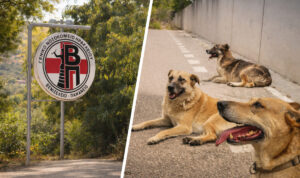 Ηράκλειο: Άγρια επίθεση σε ηλικιωμένη από αγέλη σκυλιών – Στο νοσοκομείο με πολλαπλά τραύματα