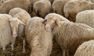 Κρήτη: Παρατείνονται τα προληπτικά μέτρα για την ευλογιά των αιγοπροβάτων