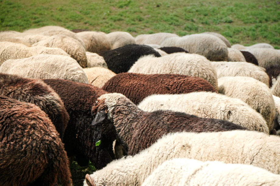 ΑΙΓΟΠΡΟΒΑΤΑ ΠΡΟΒΑΤΑ
