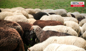 Ρέθυμνο: «Ντου» της αστυνομίας σε ποιμνιοστάσια – 7.427 αιγοπρόβατα έγιναν… καπνός!