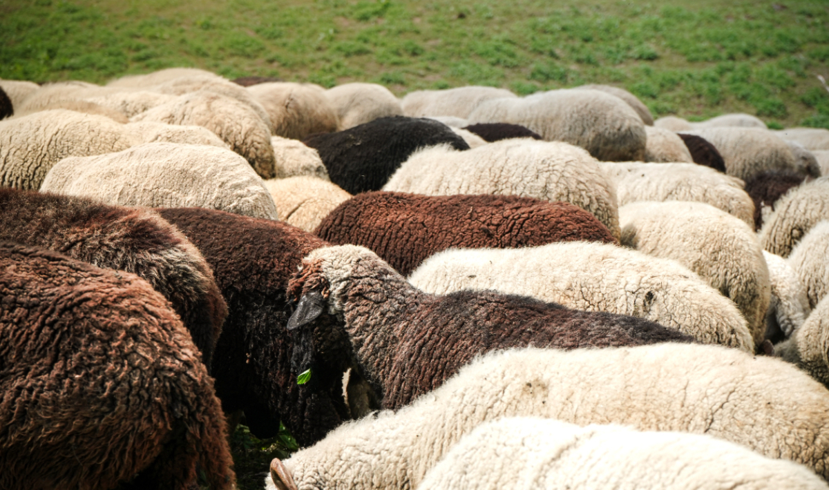 Έκτακτα μέτρα βιοασφάλειας στην Κρήτη για την ευλογιά αιγοπροβάτων