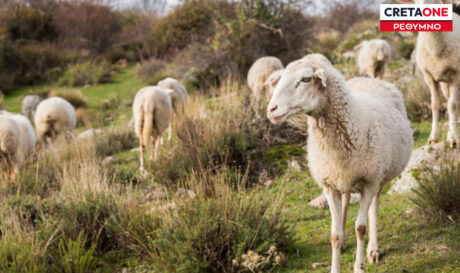 ΕΥΛΟΓΙΑ ΠΡΟΒΑΤΑ