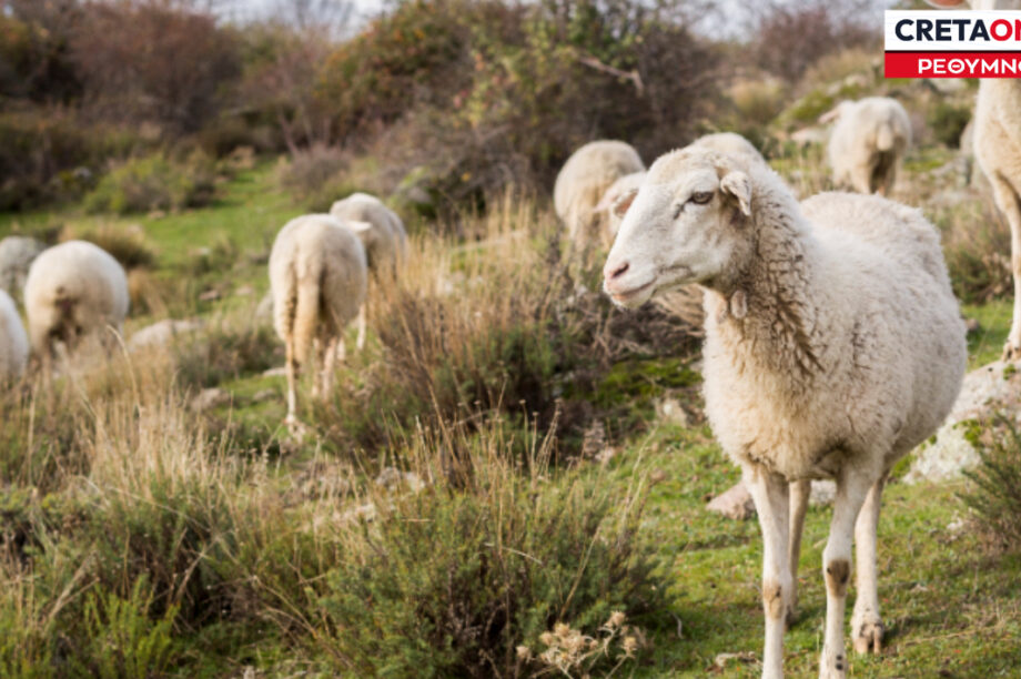 ΕΥΛΟΓΙΑ ΠΡΟΒΑΤΑ