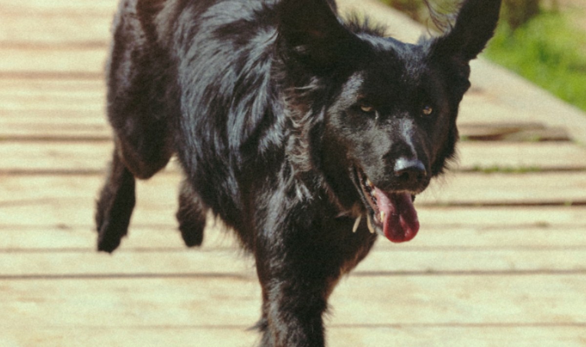 Λιτόχωρο Πιερίας: 61χρονη δέχθηκε επίθεση από αγέλη σκύλων – Νοσηλεύεται στη ΜΕΘ