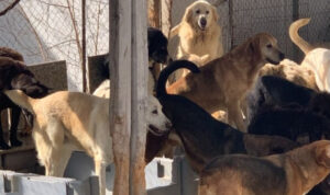 Ηράκλειο: Οι σκύλοι δεν ζούσαν σε κατάλληλες συνθήκες και ο ιδιοκτήτης συνελήφθη