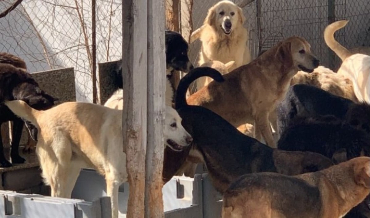 Ηράκλειο: Οι σκύλοι δεν ζούσαν σε κατάλληλες συνθήκες και ο ιδιοκτήτης συνελήφθη