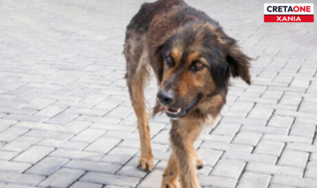 ΣΚΥΛΙΑ ΧΑΝΙΑ