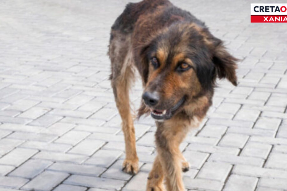 ΣΚΥΛΙΑ ΧΑΝΙΑ