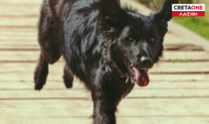 Ιεράπετρα: Σκύλος επιτέθηκε σε πολίτη  – Χειροπέδες και πρόστιμο στον ιδιοκτήτη