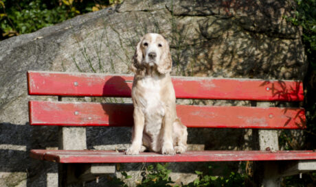 ΣΚΥΛΟΣ ΣΚΥΛΑΚΙ ΣΚΥΛΟΙ
