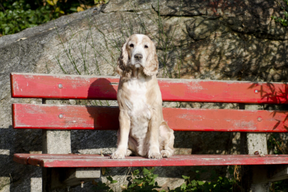 ΣΚΥΛΟΣ ΣΚΥΛΑΚΙ ΣΚΥΛΟΙ