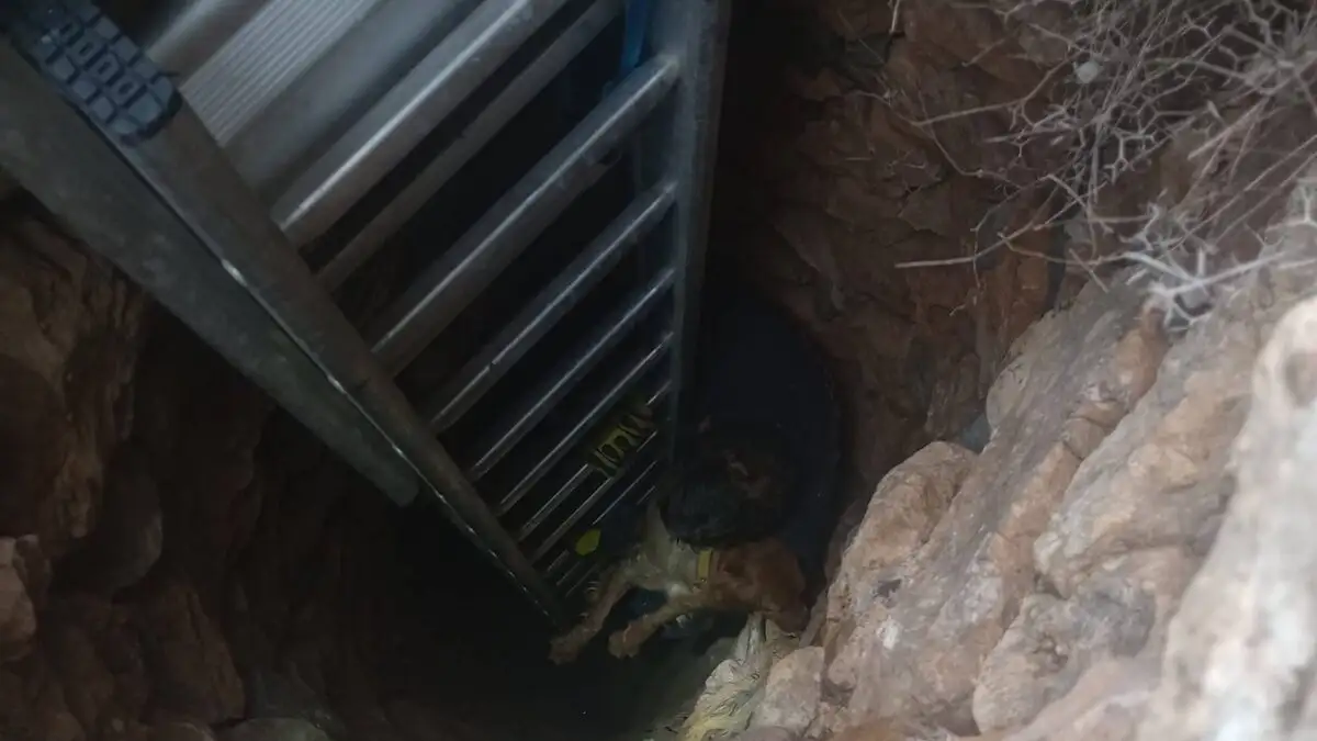 Απίστευτη επίχειρηση διάσωσης σκύλου στη Σύρο: Σώθηκε μέσα από πηγάδι 15 μέτρων – Τον έψαχναν για 10 ημέρες (φωτο)