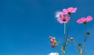Ανοιξιάτικος ο καιρός – Πότε αλλάζει το σκηνικό
