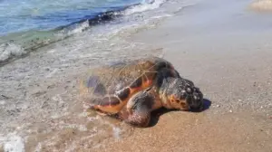 Ξεβράστηκαν νεκρές χελώνες καρέτα καρέτα και κορμοράνος σε παραλία της Αττικής (φώτο)