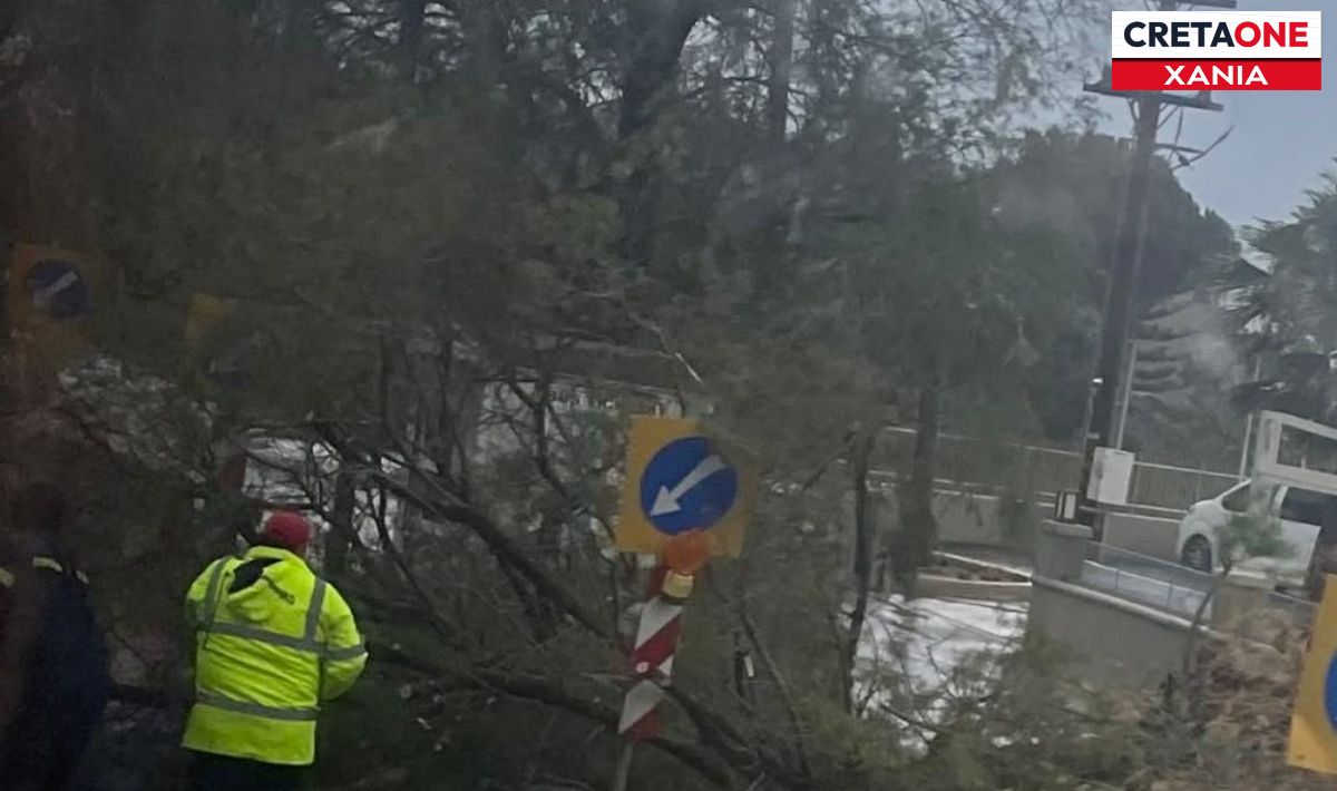 Προσοχή στον ΒΟΑΚ: Η έντονη βροχή ξερίζωσε δέντρο – Άμεση επέμβαση της Πυροσβεστικής (φώτο)