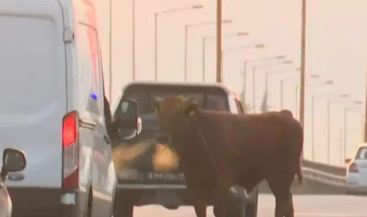 Θεσσαλονίκη: Αγελάδα ξέφυγε και «έκοβε βόλτες» στην Εθνική Οδό, στο ύψος της Σίνδου – Δείτε βίντεο