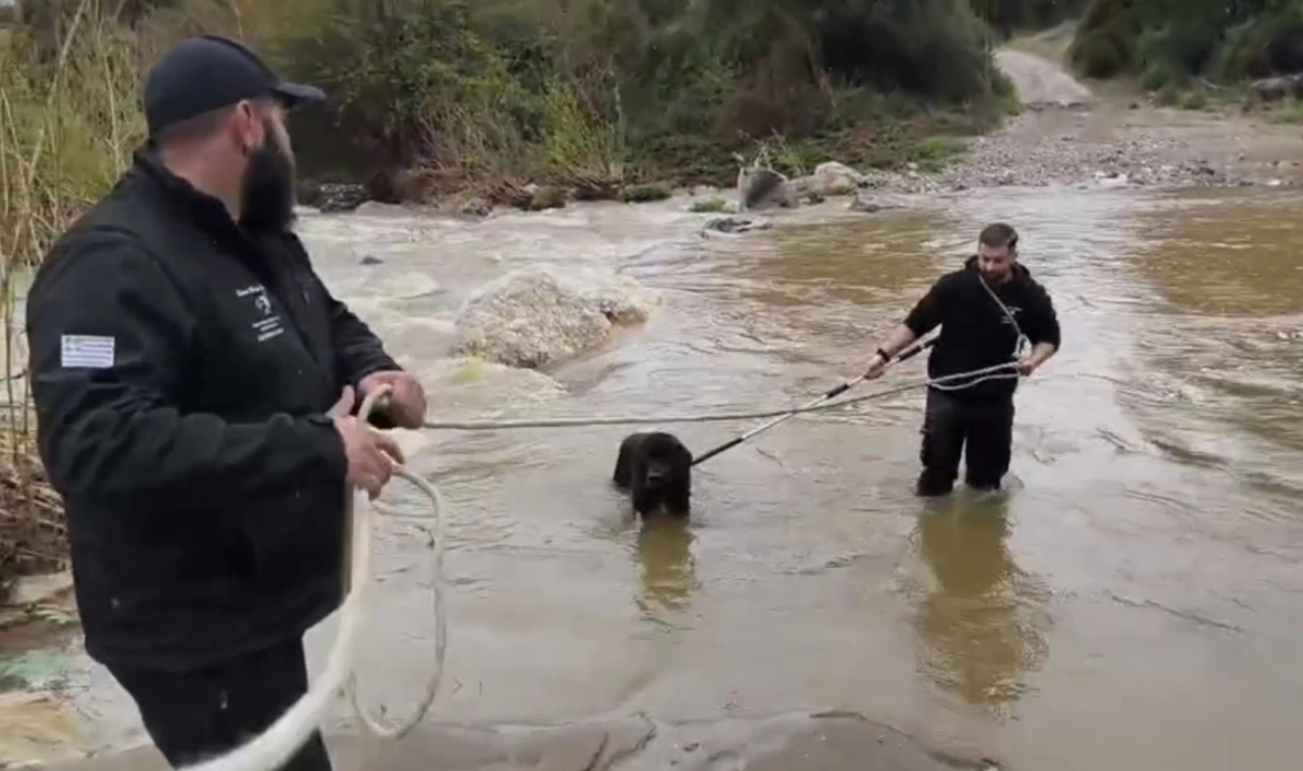 Διασώθηκαν δύο τσοπανόσκυλα που είχαν εγκλωβιστεί σε ποταμό στη Χαλκιδική – Δείτε βίντεο