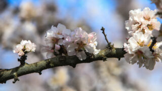 ΚΑΙΡΟΣ ΑΜΥΓΔΑΛΙΕΣ