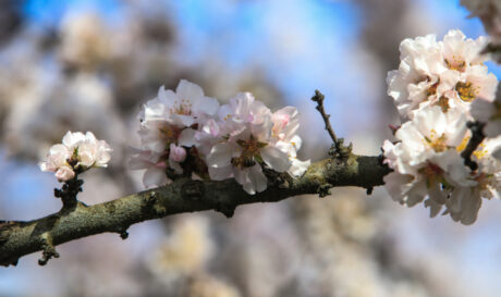 ΚΑΙΡΟΣ ΑΜΥΓΔΑΛΙΕΣ