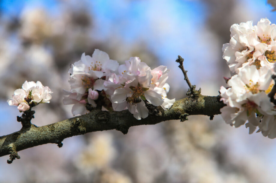 ΚΑΙΡΟΣ ΑΜΥΓΔΑΛΙΕΣ