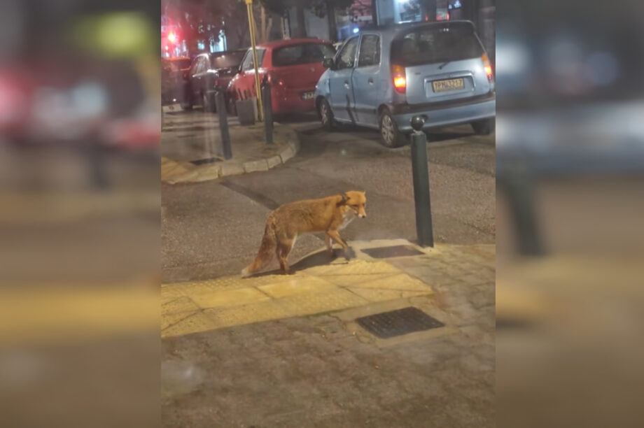 Αλεπού βγήκε για... ψώνια στην αγορά της Νέας Ερυθραίας! (βίντεο)