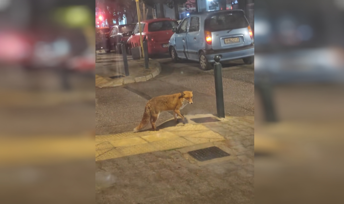 Αλεπού βγήκε για... ψώνια στην αγορά της Νέας Ερυθραίας! (βίντεο)