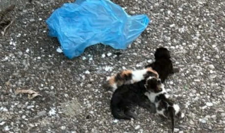 Κτηνωδία στο Αγρίνιο: Άνδρας φέρεται να έβαλε γατάκια σε σακούλα!