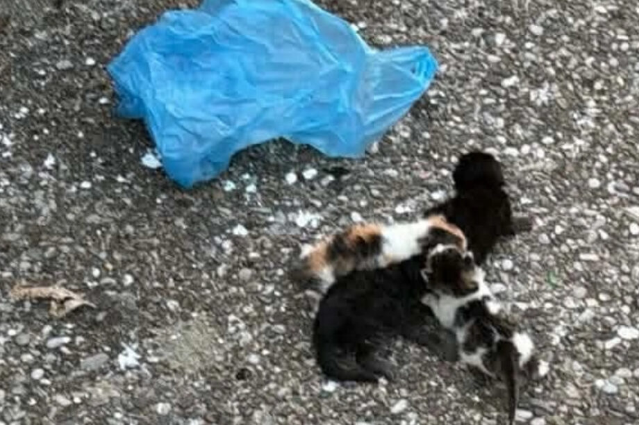 Κτηνωδία στο Αγρίνιο: Άνδρας φέρεται να έβαλε γατάκια σε σακούλα!