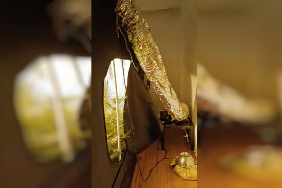 47χρονος είχε μετατρέψει το διαμέρισμά του σε εργαστήριο κάνναβης! (βίντεο)