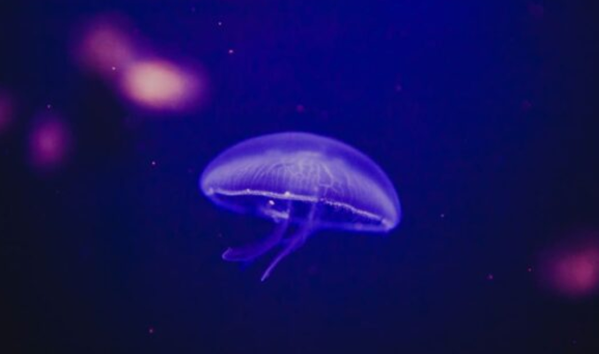 Νοτιοανατολική Τουρκία: Γέμισαν τροπικές μέδουσες οι ακτές