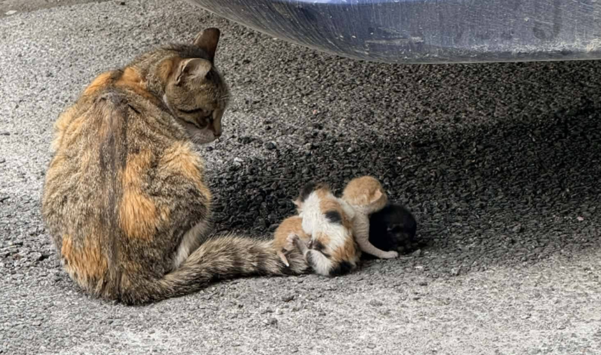 Βόλος: Έδεσαν νεογέννητα γατάκια στην ουρά της μητέρας τους (φωτο)