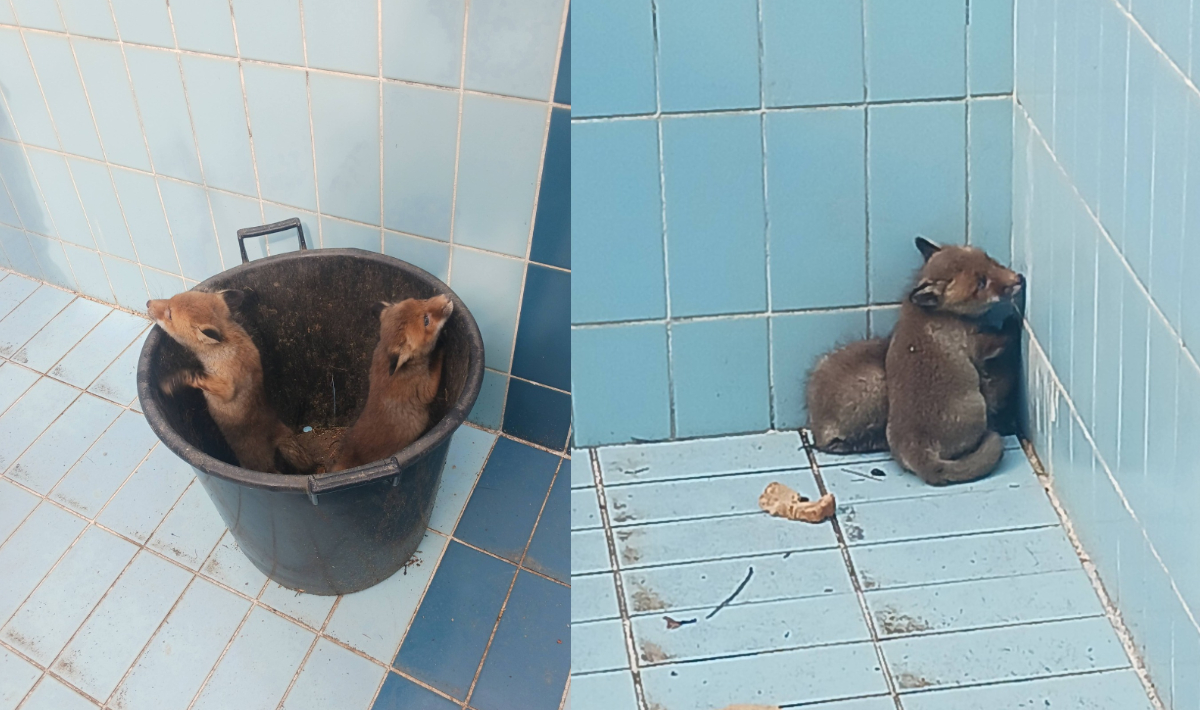 Θεσσαλονίκη: Αλεπουδάκια έπεσαν σε άδεια πισίνα – Επιχείρηση απεγκλωβισμού από πυροσβέστες (φωτο,βίντεο)