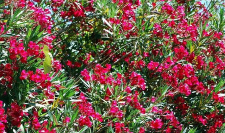 Πικροδάφνη Πικροδάφνες