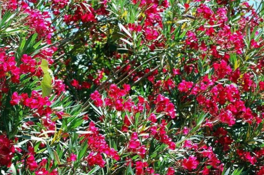 Πικροδάφνη Πικροδάφνες